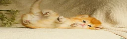 British Shorthair cats for sale: Champion Bloodline Blue Golden/Golden BSH/BLH - Advert 7