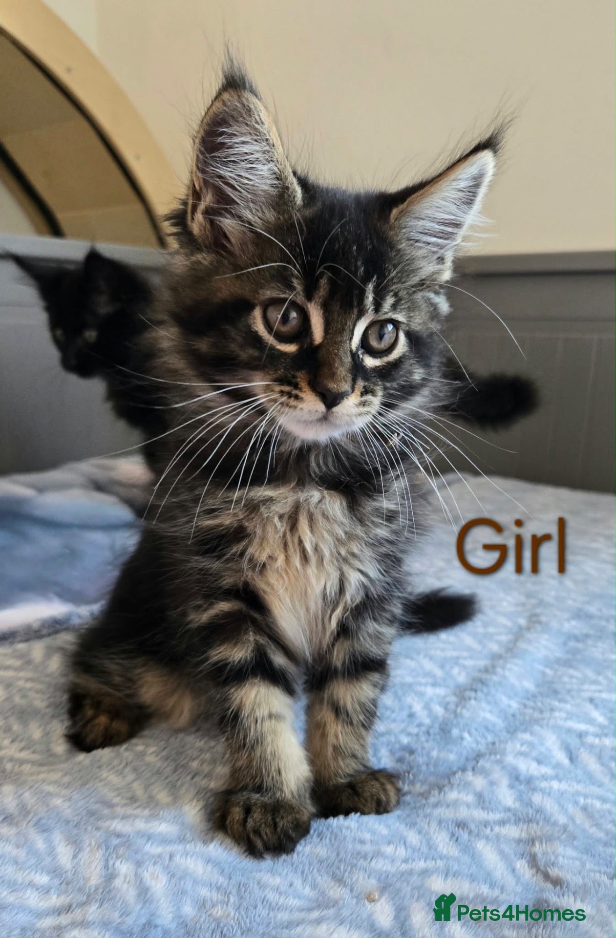 Maine Coon cats for sale: 4 Gorgeous Maine Coon kittens. - Advert 1