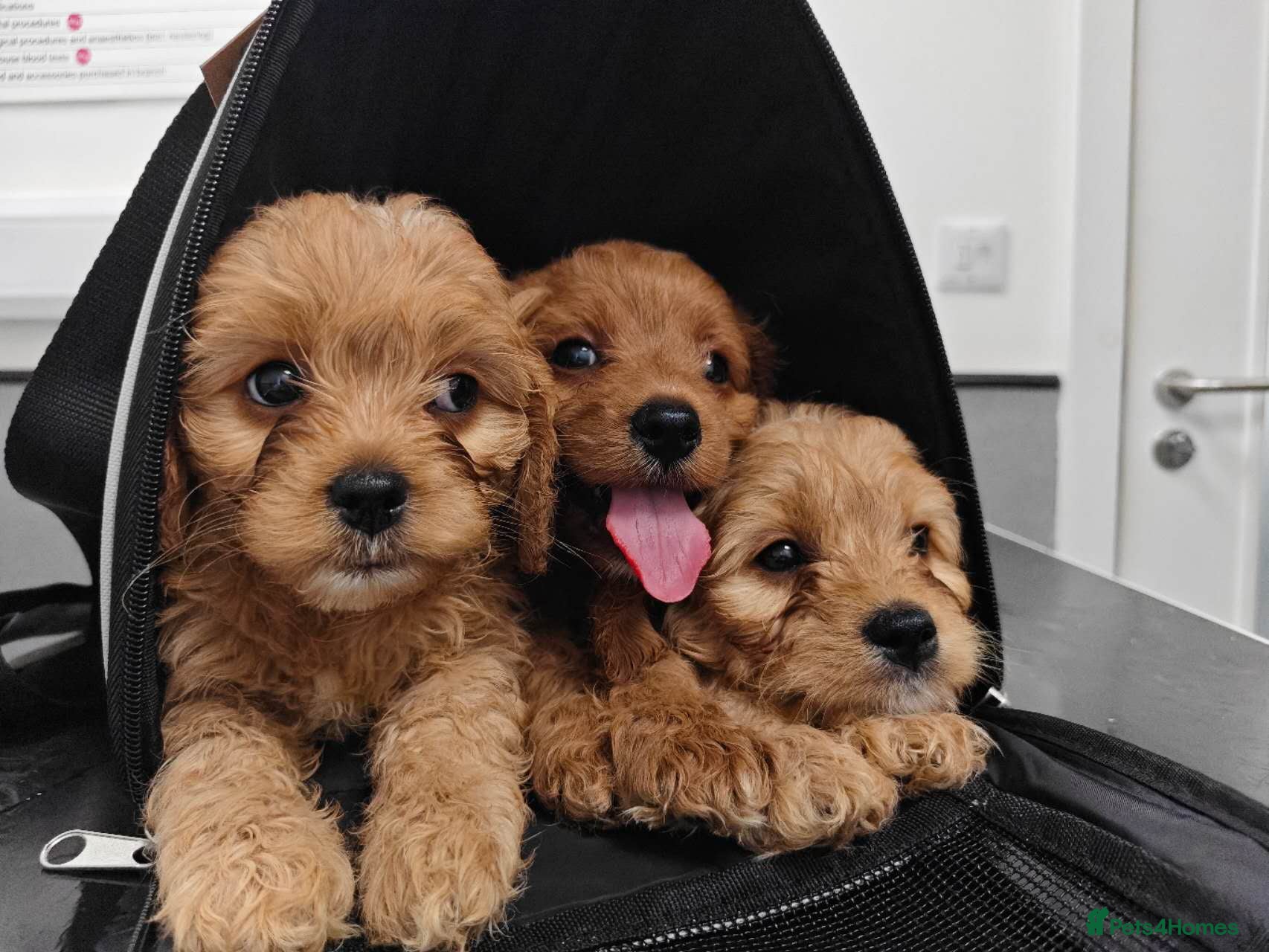 Cavapoo dogs 2boys and 1girl ready for new home - Advert 4