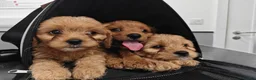 Cavapoo dogs for sale: Last girl ready to rehome in Preston - Advert 7