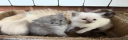 Ragdoll cats for sale: Ragdoll x British Short Hair - Advert 3