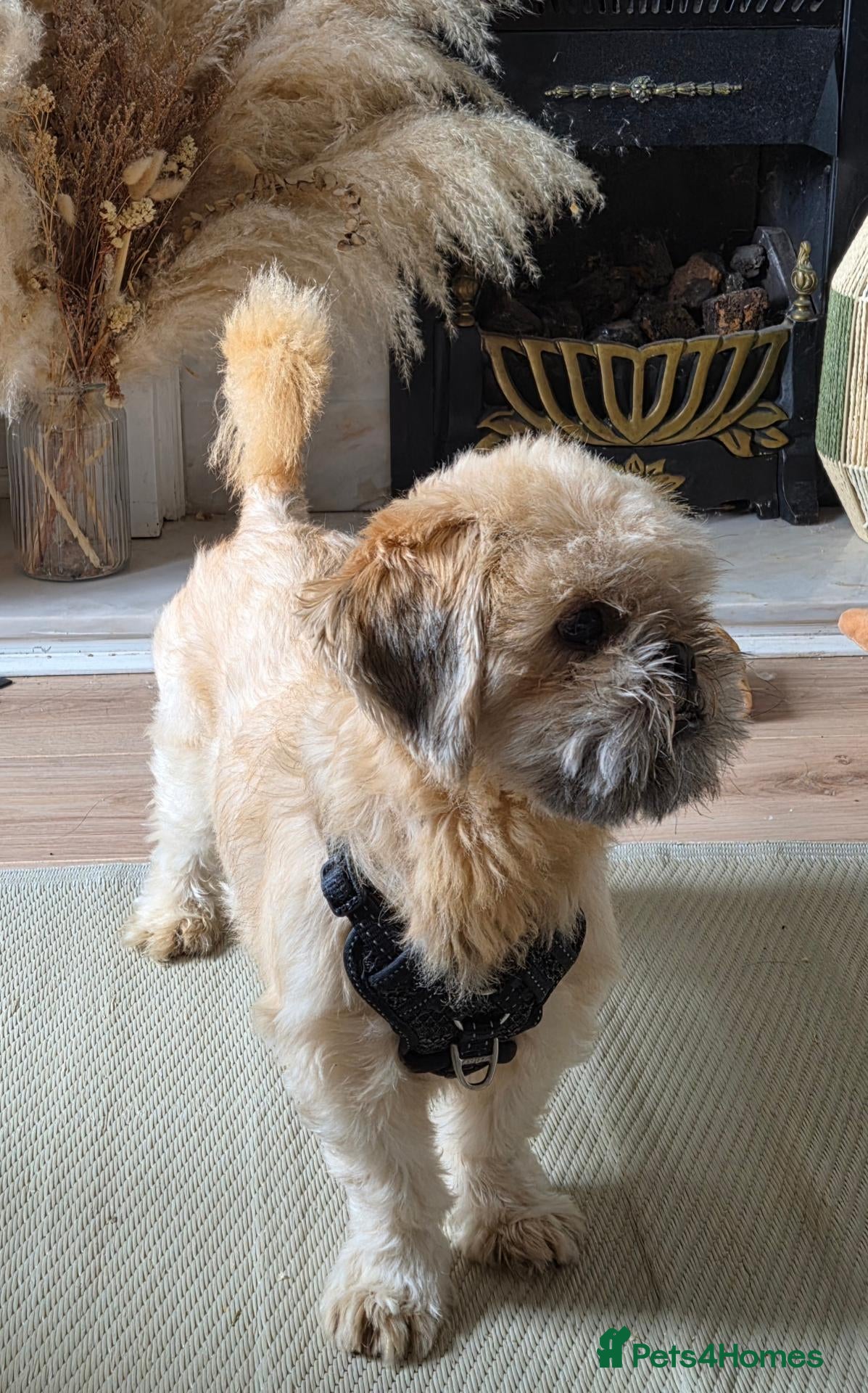 Shih Tzu dogs Rehoming our pup - Advert 2