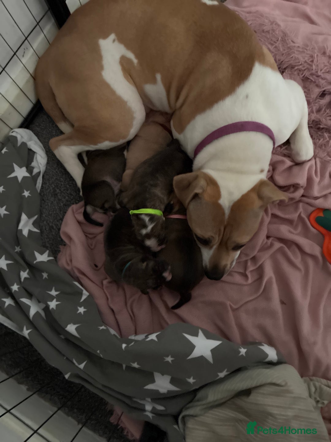 Mixed Breed dogs for sale: Puppies for sale - Image 7