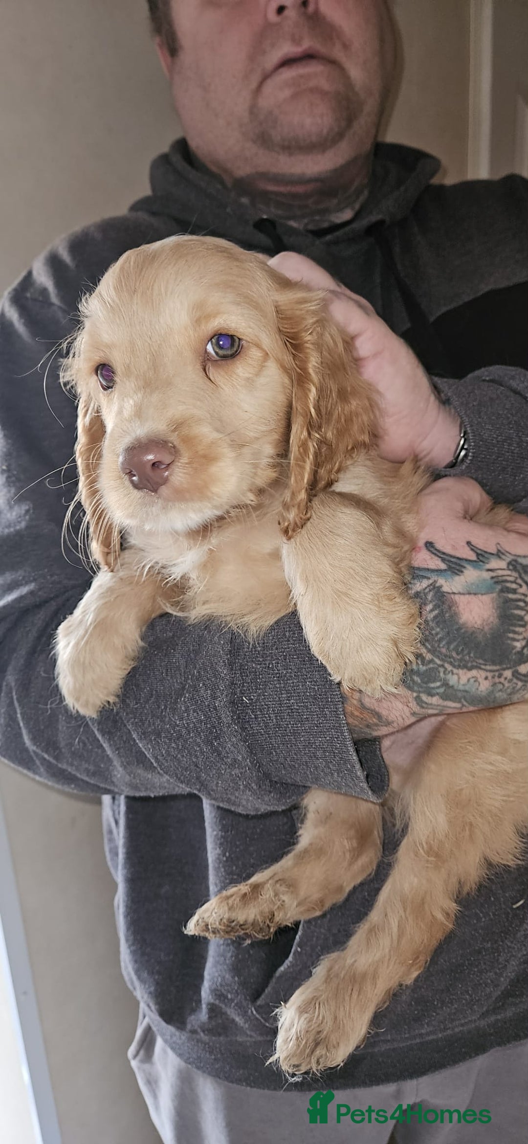 Cockapoo dogs for sale: 8 gorgeous cockapoo puppies - Advert 22
