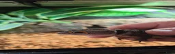 Skink reptiles for sale: Full set up and a pair of redeyed crocodile skinks - Advert 5