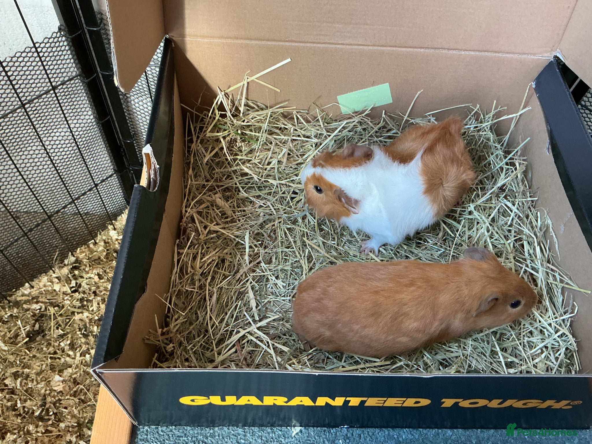 Guinea Pig rodents Baby Guinea pigs - Advert 2