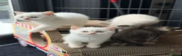 British Shorthair cats for sale: British shorthair kittens 😺 - Advert 22