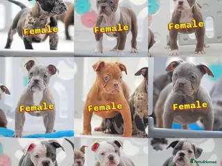 Olde English Bulldogge dogs 23 years Professionals 5⭐️Rated Licensed. - Advert 2