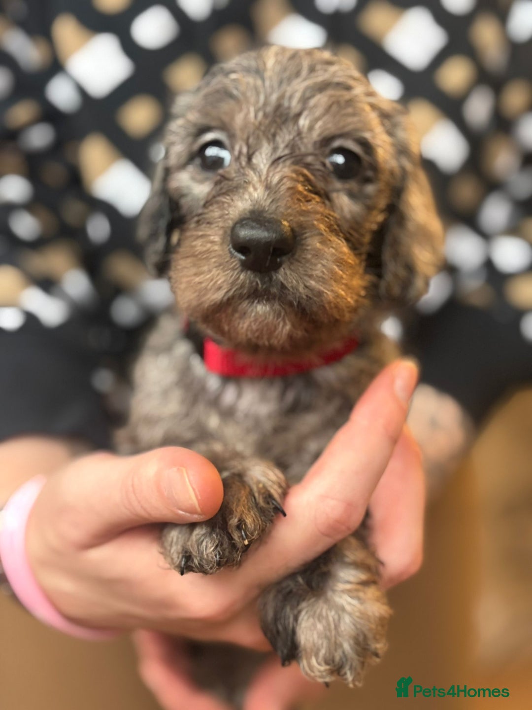 Mixed Breed dogs for sale: Doxiepoos  - Image 12