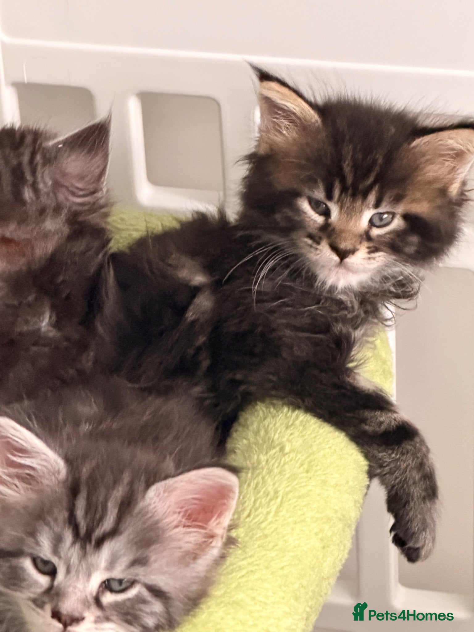 Maine Coon cats Maine Coon Kittens  - Advert 6