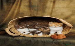 British Shorthair cats for sale: British Short and Long Hair  - Image 6