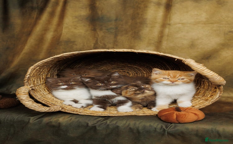 British Shorthair cats - Advert 9