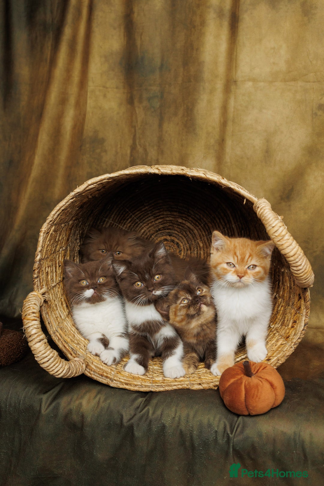 British Shorthair cats for sale: British Short and Long Hair  - Image 6