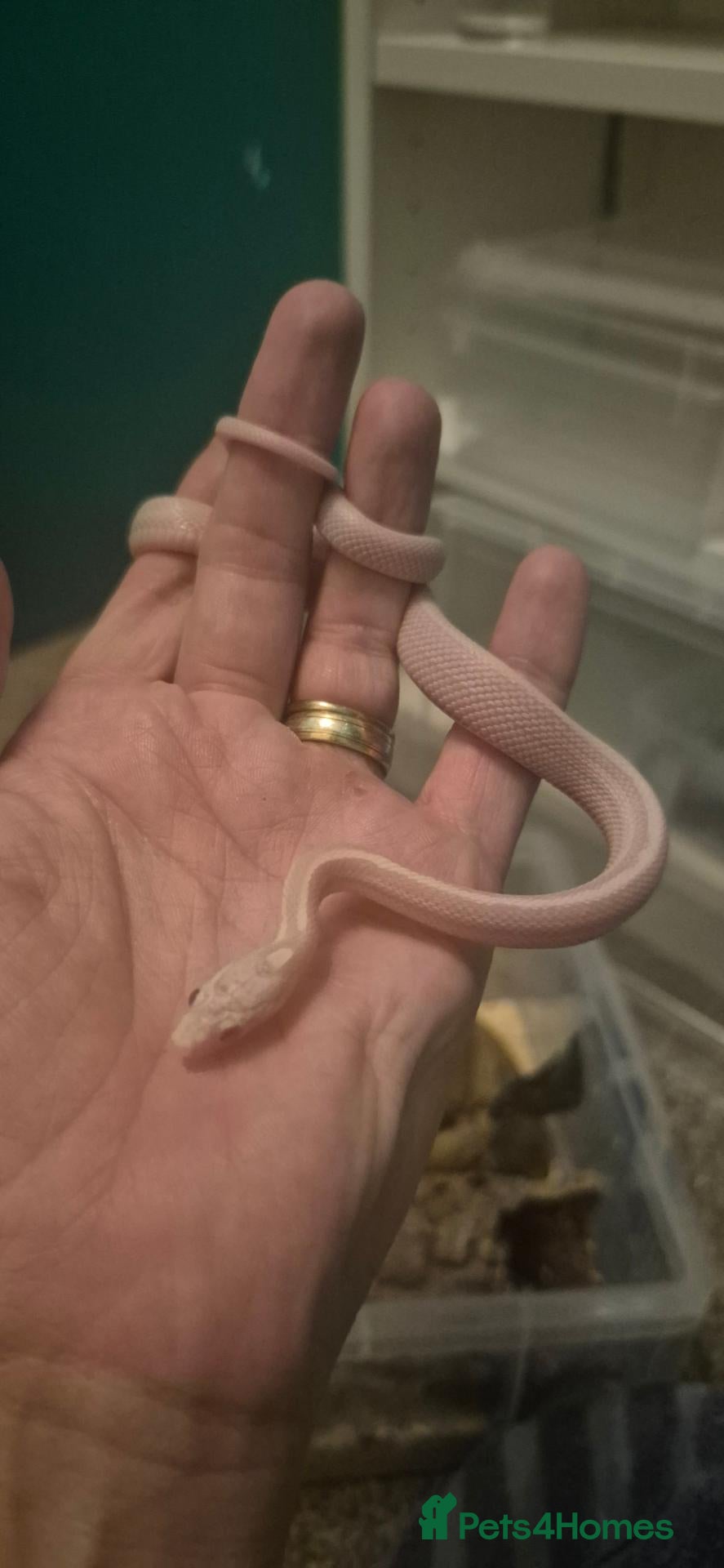 Corn Snake reptiles for sale: Last baby corn snake reduced to right home  - Advert 1