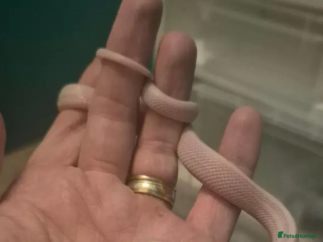 Corn Snake reptiles for sale: Last baby corn snake reduced to right home - Advert 1