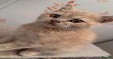 British Shorthair cats - Advert 2