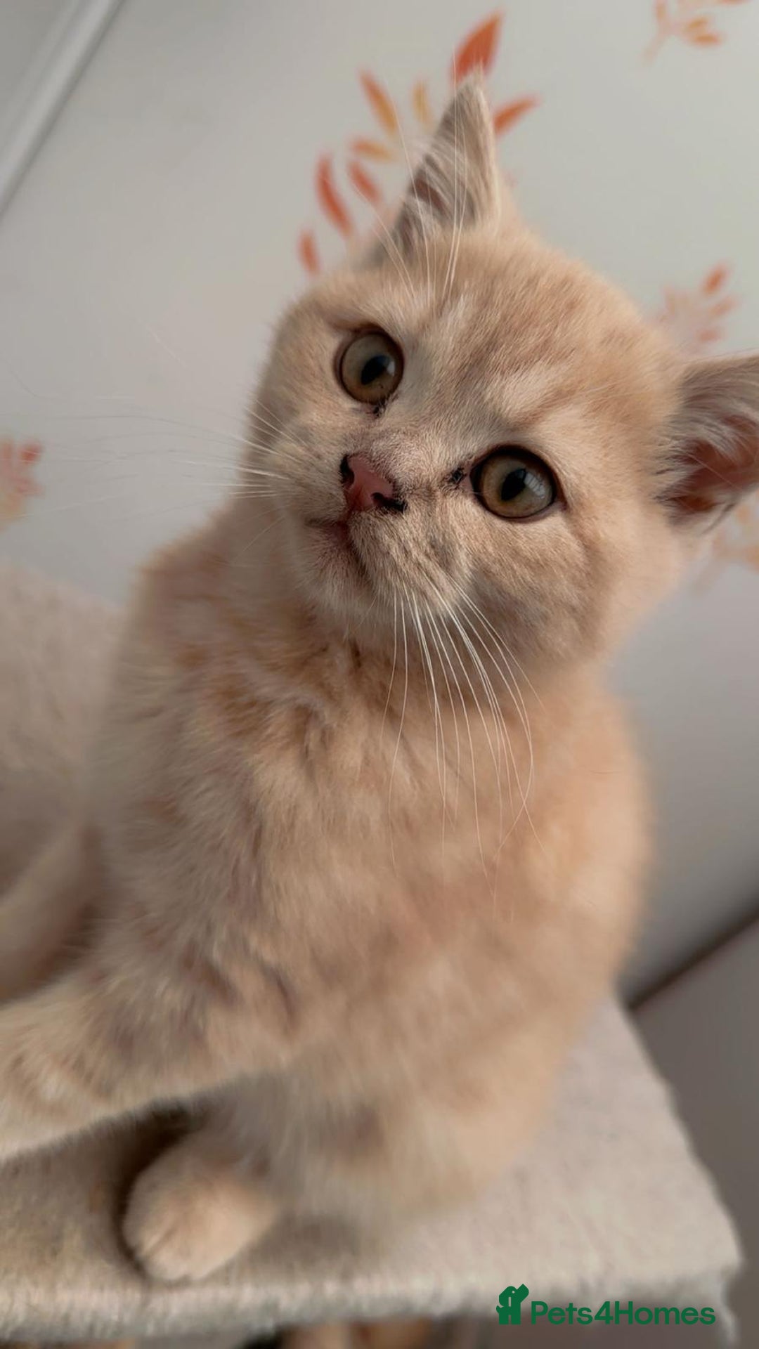 British Shorthair cats for sale: British Short hair/Scottish Fold - Image 3