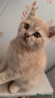 British Shorthair cats - Advert 12