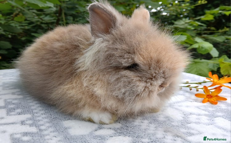 Lionhead rabbits - Advert 2