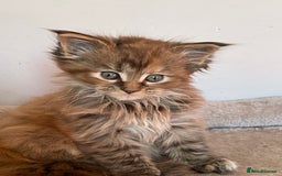 Maine Coon cats for sale: GCCF Registered female Maine Coon kitten - Image 11