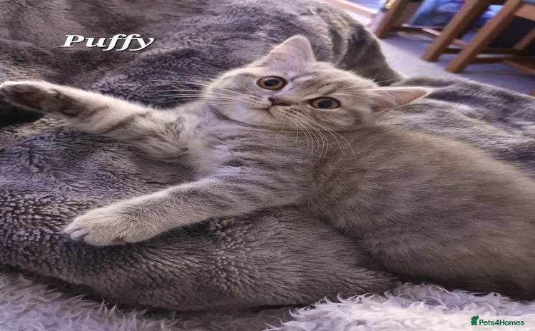 British Shorthair cats - Advert 5