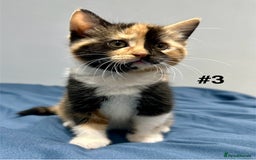 Mixed Breed cats for sale: 4 fluffy girls - Image 11