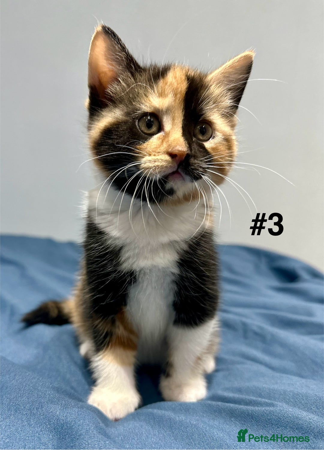Mixed Breed cats for sale: 4 fluffy girls - Image 11