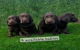 Cockerdor dogs for sale: READY NOW CHOCOLATE COCKERDORS - Image 1