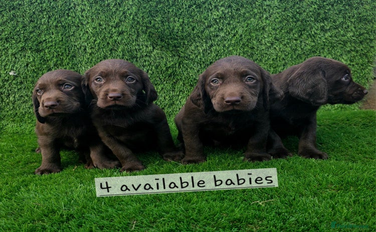 Cockerdor dogs - Advert 10