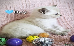 British Shorthair cats for sale: ❤️💙Last 2 Kittens ● TICA Reg ● BSH ●Colorpoints ✨ - Image 14