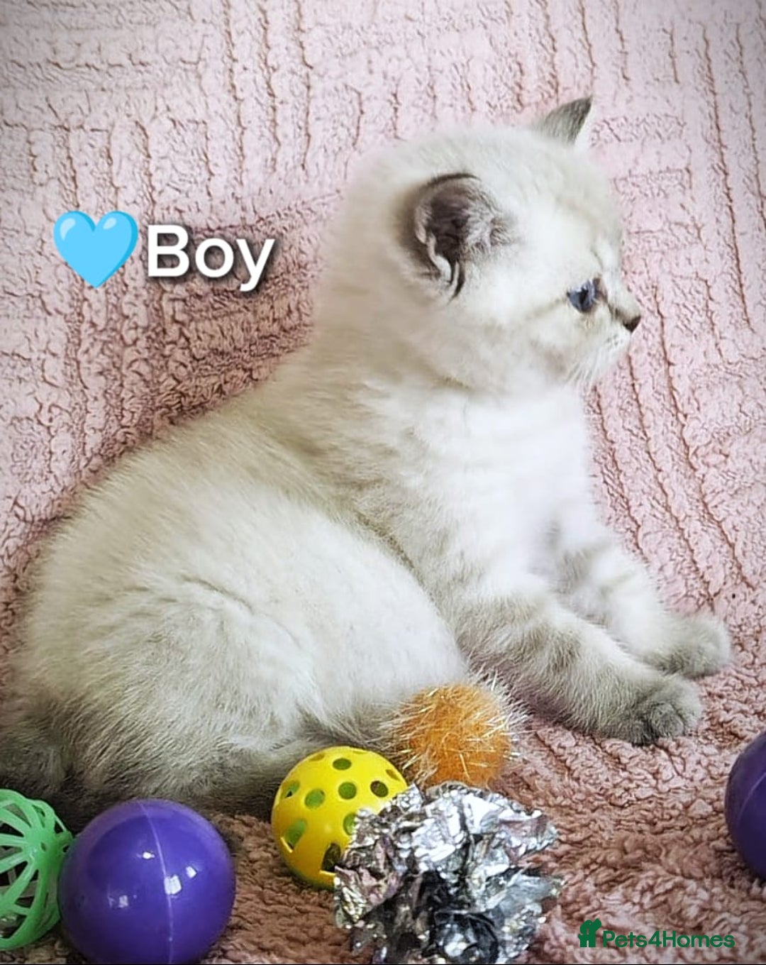 British Shorthair cats for sale: ❤️💙Last 2 Kittens ● TICA Reg ● BSH ●Colorpoints ✨ - Image 14