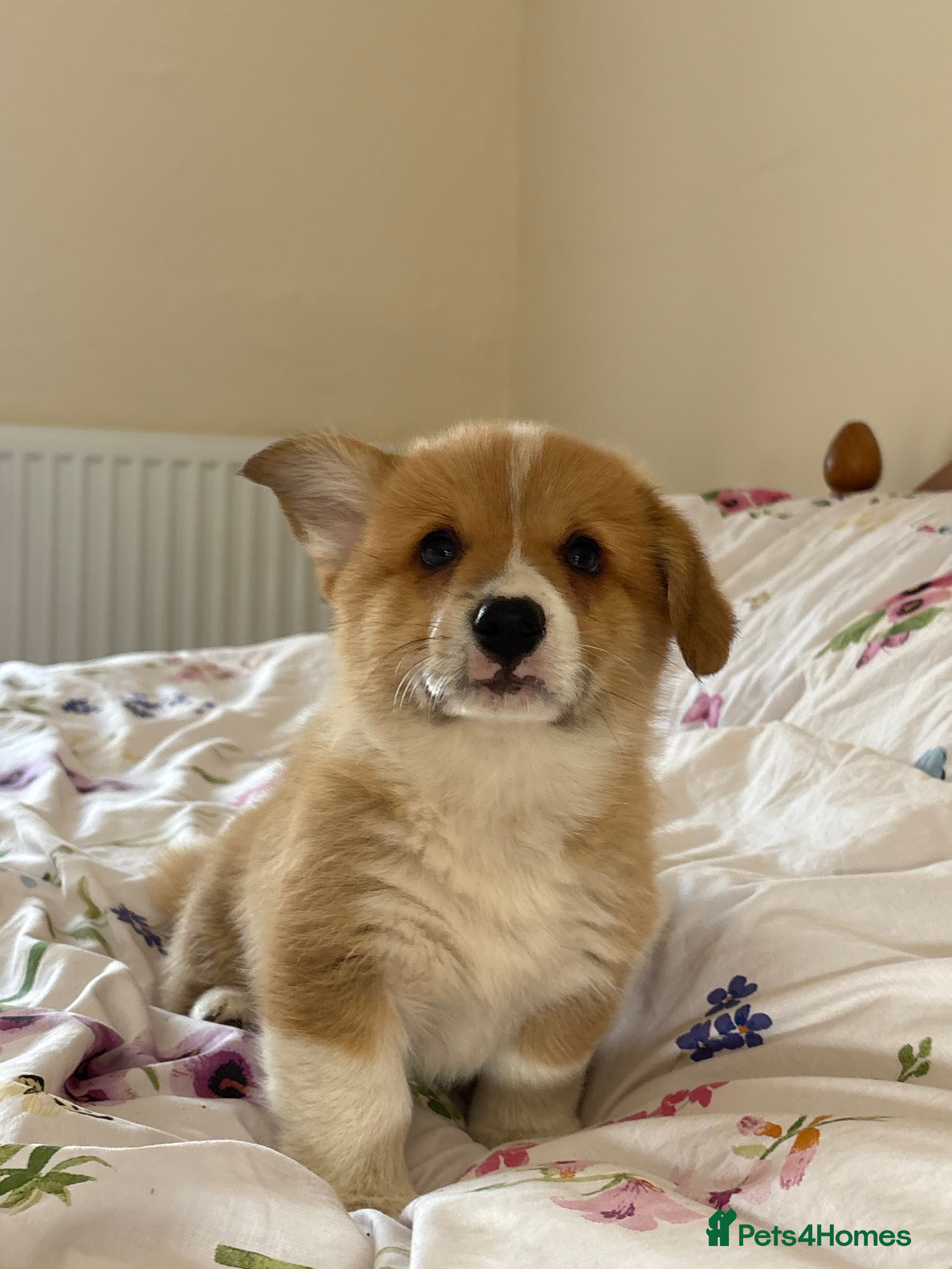 Welsh Corgi Pembroke dogs KC Pembrokeshire Corgi Puppies with Champion Lines - Advert 2