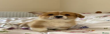 Pant Yr Wyn Guto