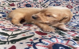 Golden Retriever dogs for sale: Working Golden Retriever Puppies  - Image 16