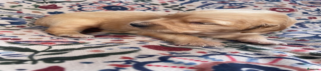 Golden Retriever Puppy 5