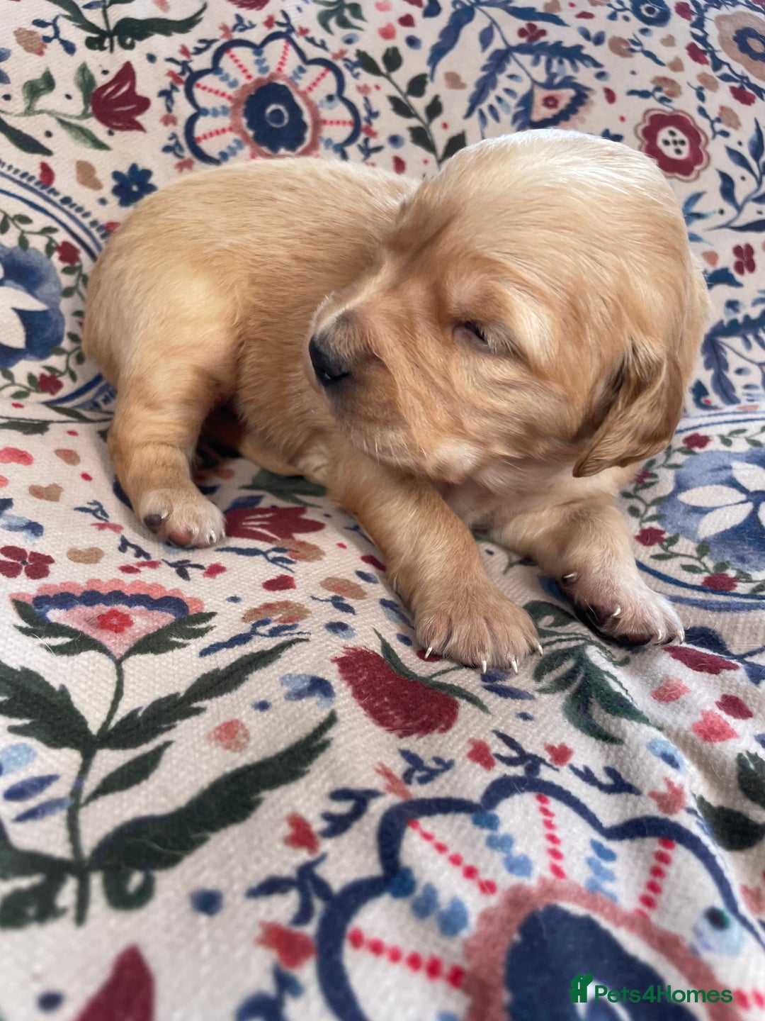 Golden Retriever dogs for sale: Working Golden Retriever Puppies  - Image 16