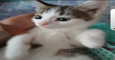 Bengal cats Cute bengal kittens  - Advert 5