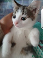 Bengal cats Cute bengal kittens - Advert 5