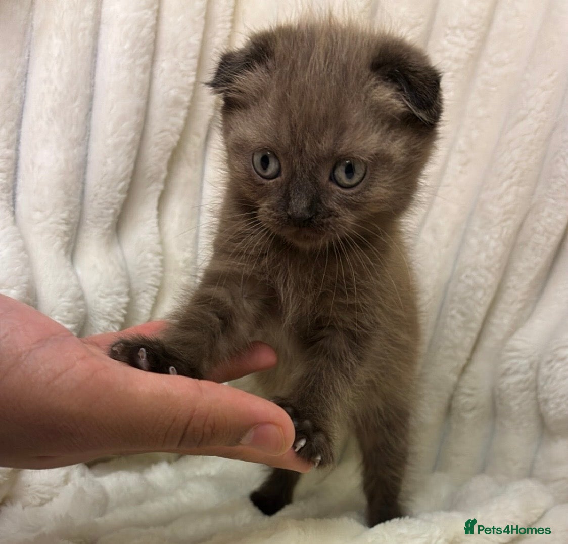 Scottish Fold cats Cute Chocolate BSH X Scottish Fold mix kitten - Advert 2