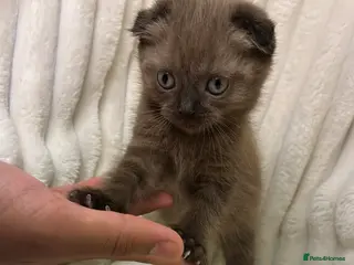 Scottish Fold cats Cute Chocolate BSH X Scottish Fold mix kitten - Advert 2