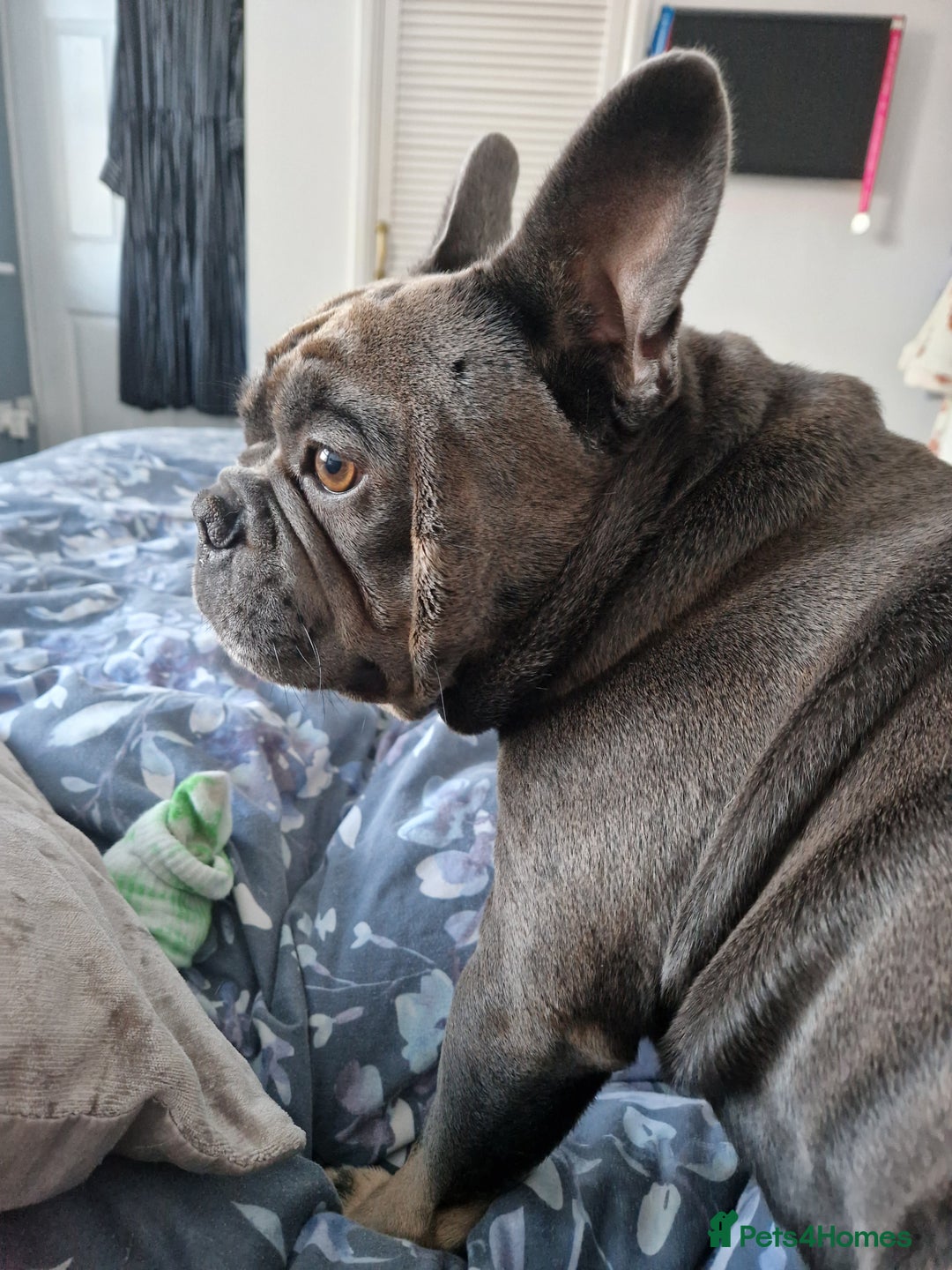 French Bulldog dogs for sale: Bronson looking for a new home - Image 7