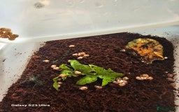 Snails invertebrates for sale: Baby giant African land snails.  - Image 3
