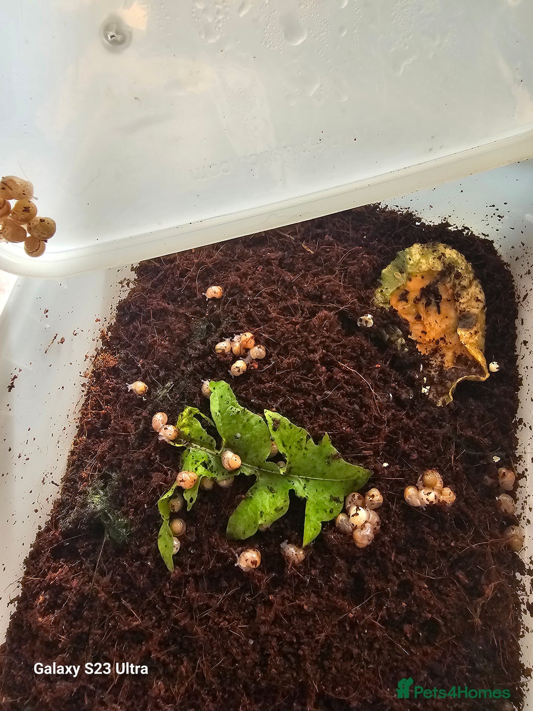 Snails invertebrates for sale: Baby giant African land snails.  - Image 3