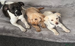 Mixed Breed dogs for sale: Labrador Husky - Image 11
