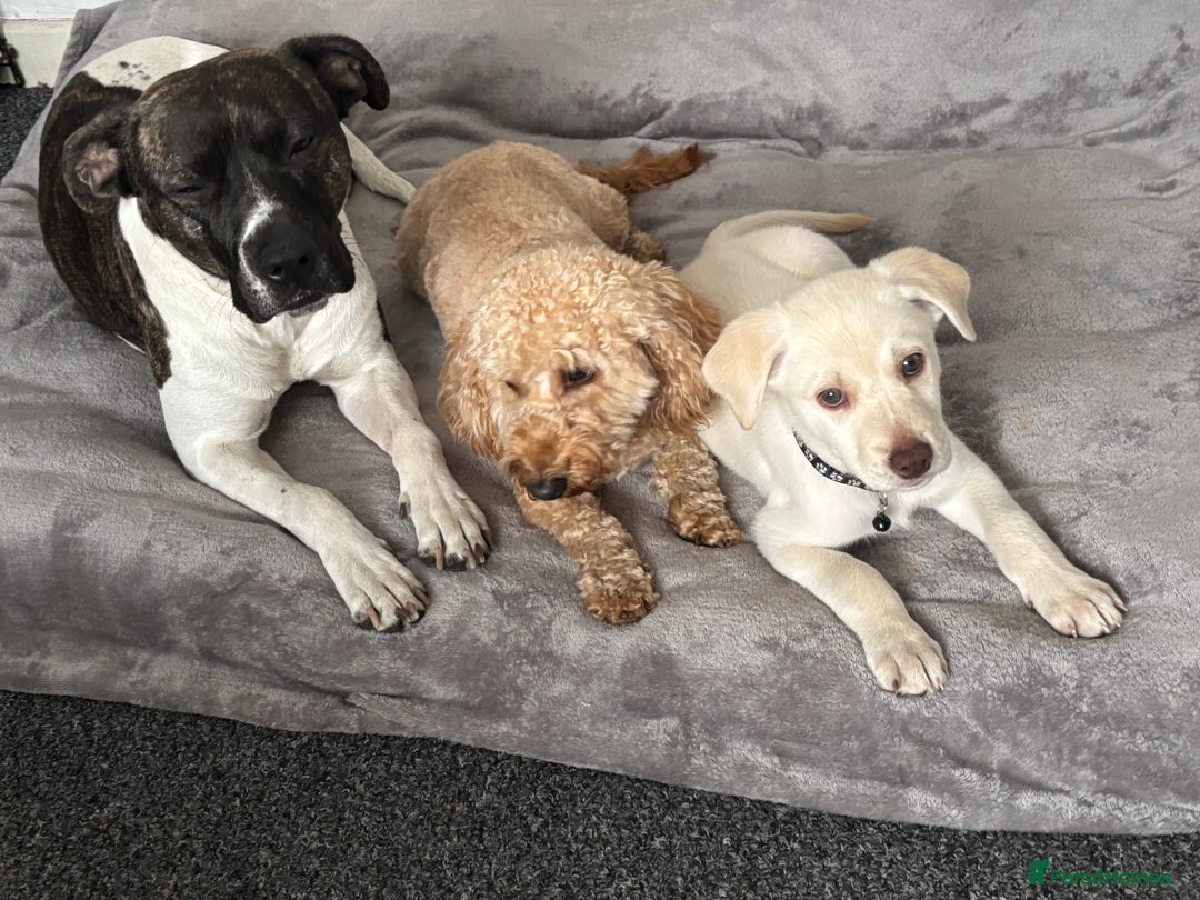 Mixed Breed dogs for sale: Labrador Husky - Image 11