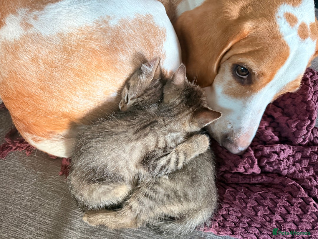 Mixed Breed cats for sale: 4x Himalayan x marble bengal x. Free 4w insurance  - Image 8
