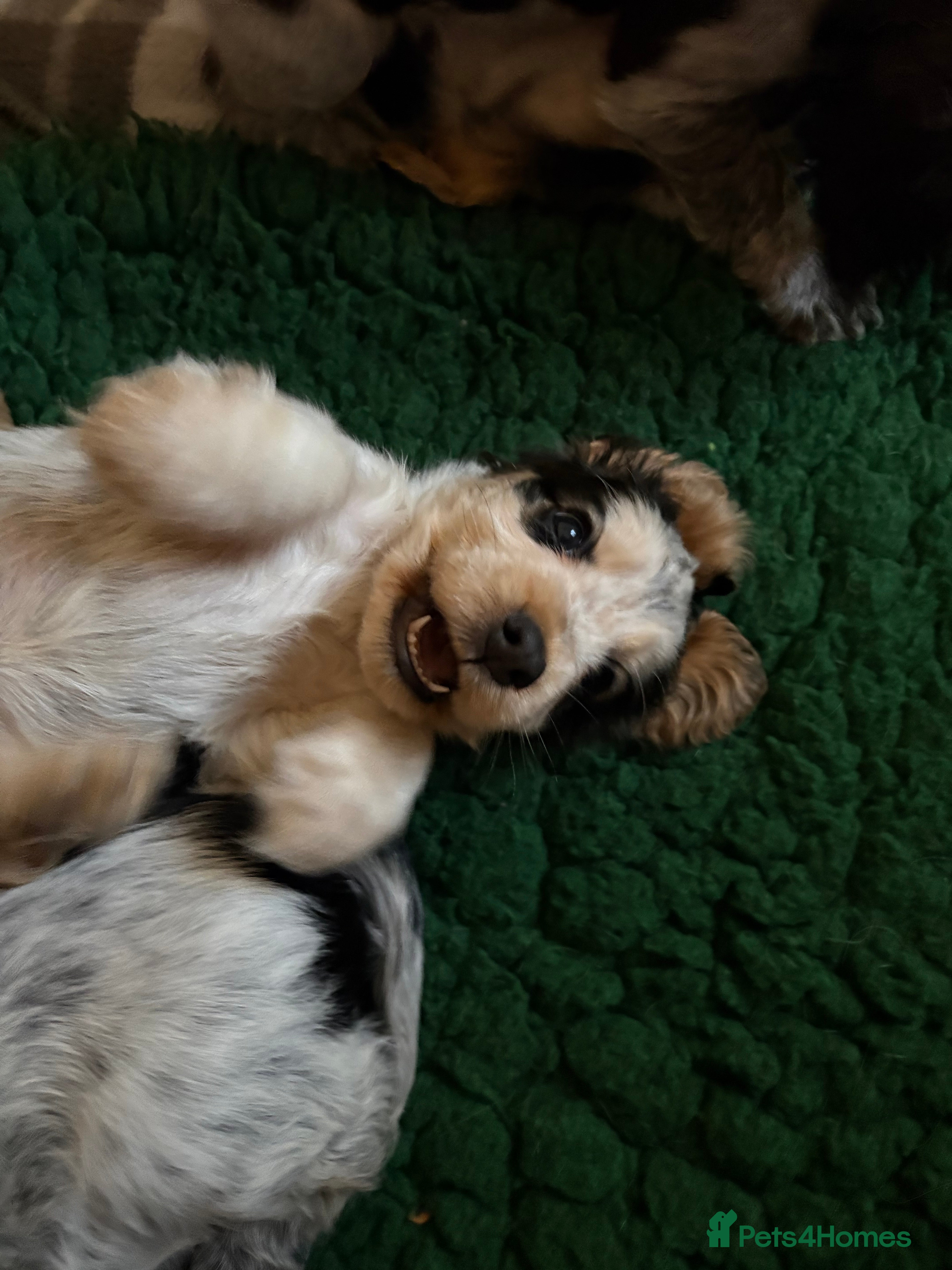 Cocker Spaniel dogs Quality kc show type cocker spaniels - Advert 12