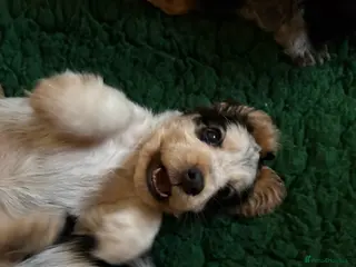 Cocker Spaniel dogs Quality kc show type cocker spaniels - Advert 12