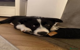 Border Collie dogs for sale: Otis  - Image 3