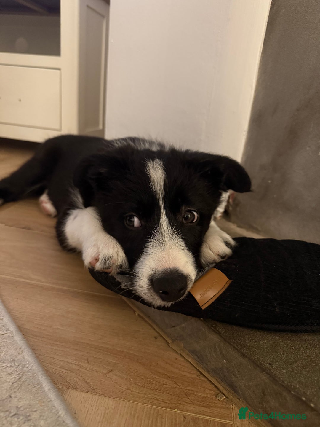 Border Collie dogs for sale: Otis  - Image 3